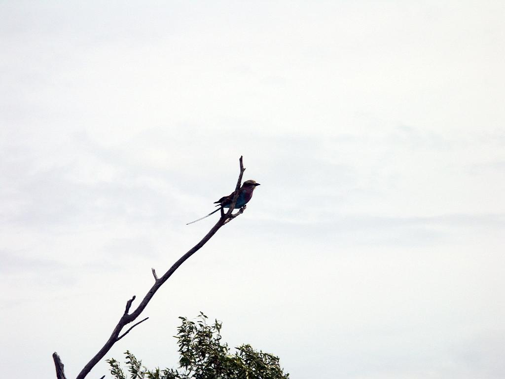090516_Pilanesberg 069.jpg